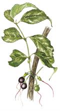 Halleria lucida